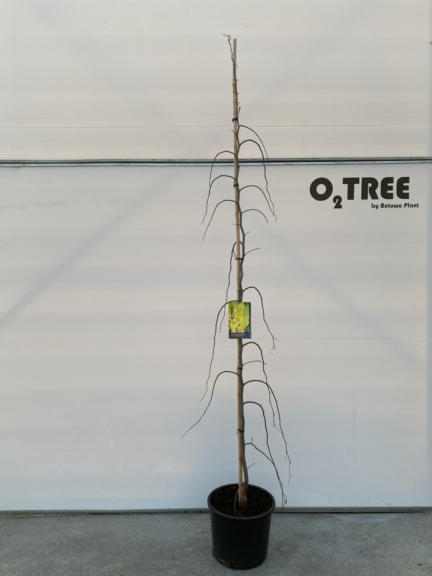 cercis-canadensis--golden-falls--c15-200-250