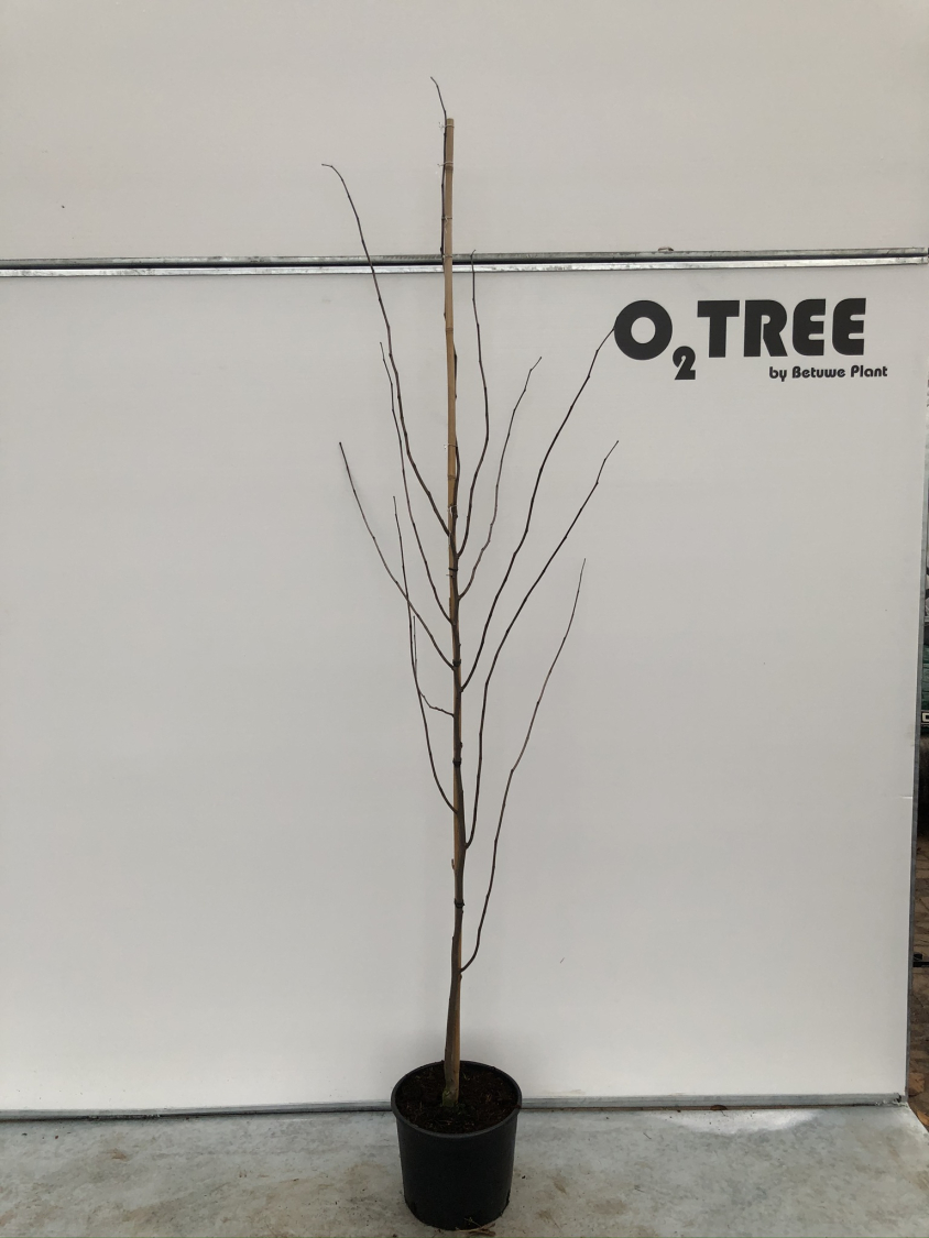 cercis-canadensis--merlot--c12-200-250--2-