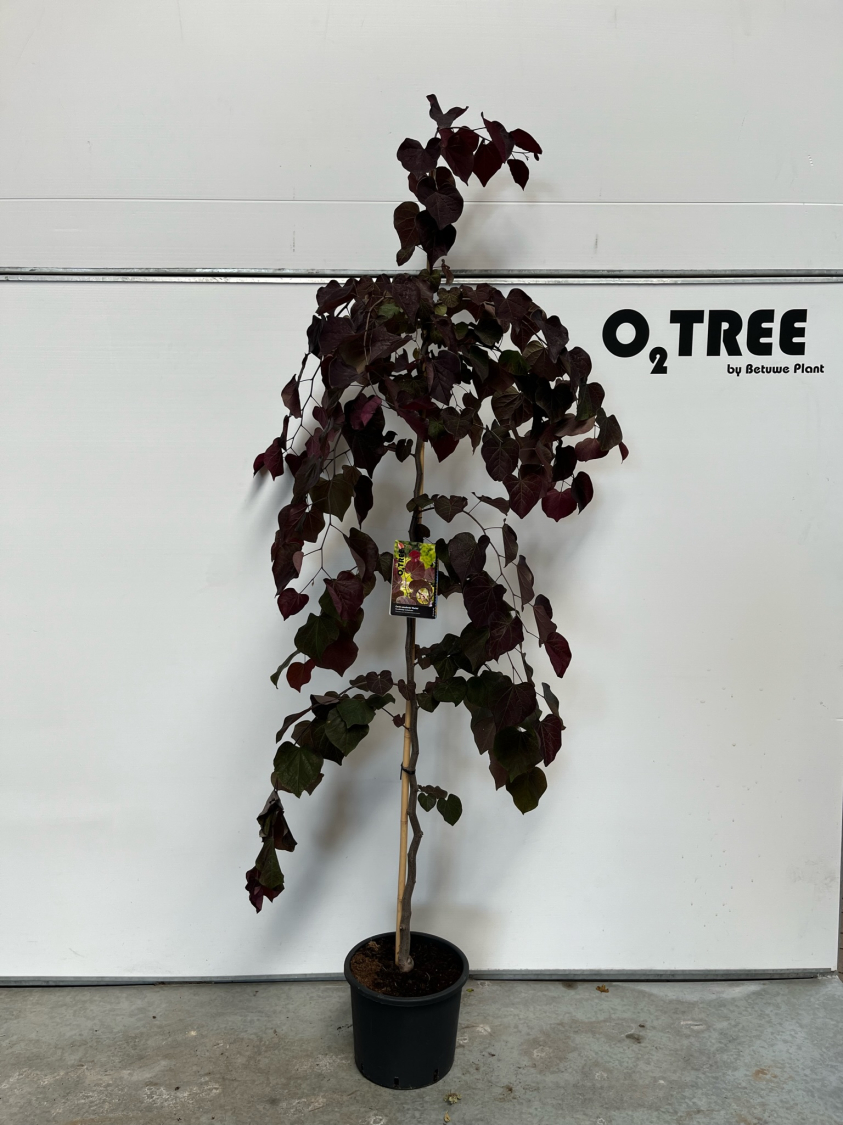 cercis-canadensis--merlot--c12-200-250