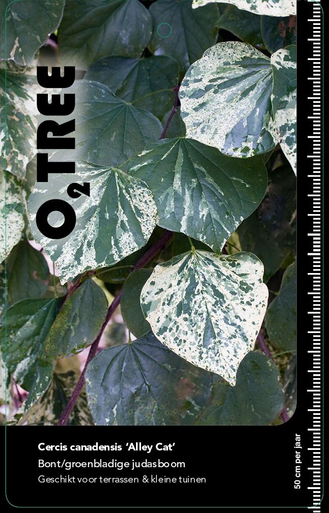 cercis-canadensis-alley-cat