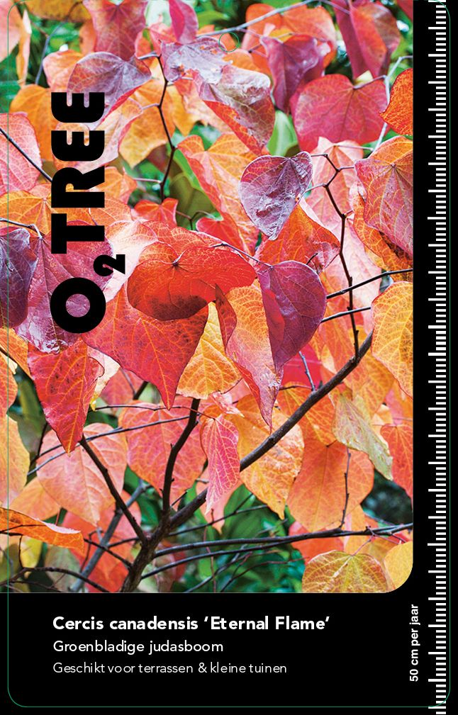 cercis-canadensis-eternal-flame