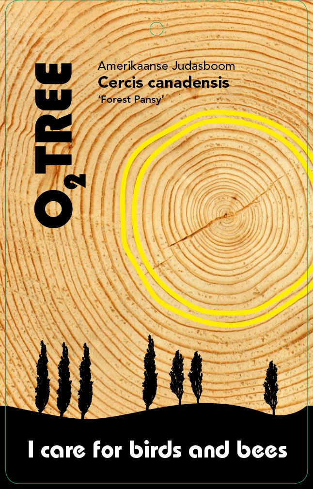 cercis-canadensis-forest-pansy-thema