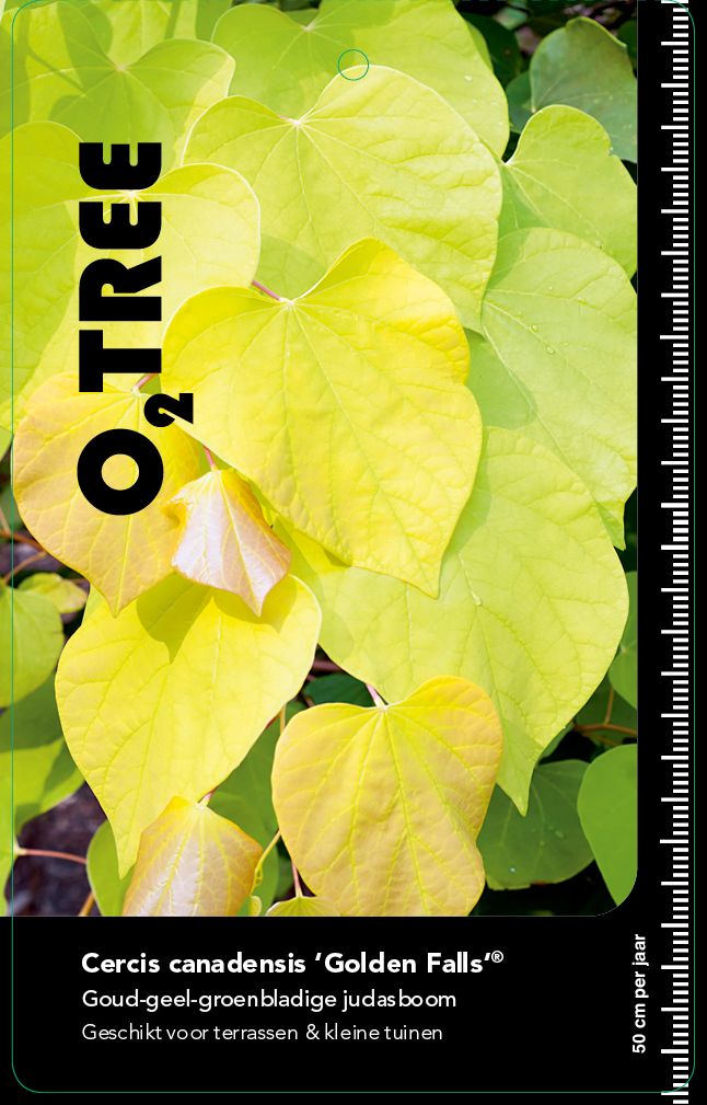 cercis-canadensis-golden-falls