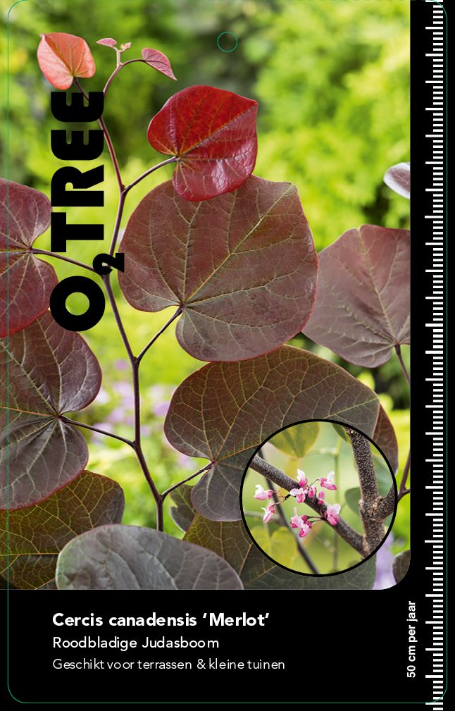 cercis-canadensis-merlot
