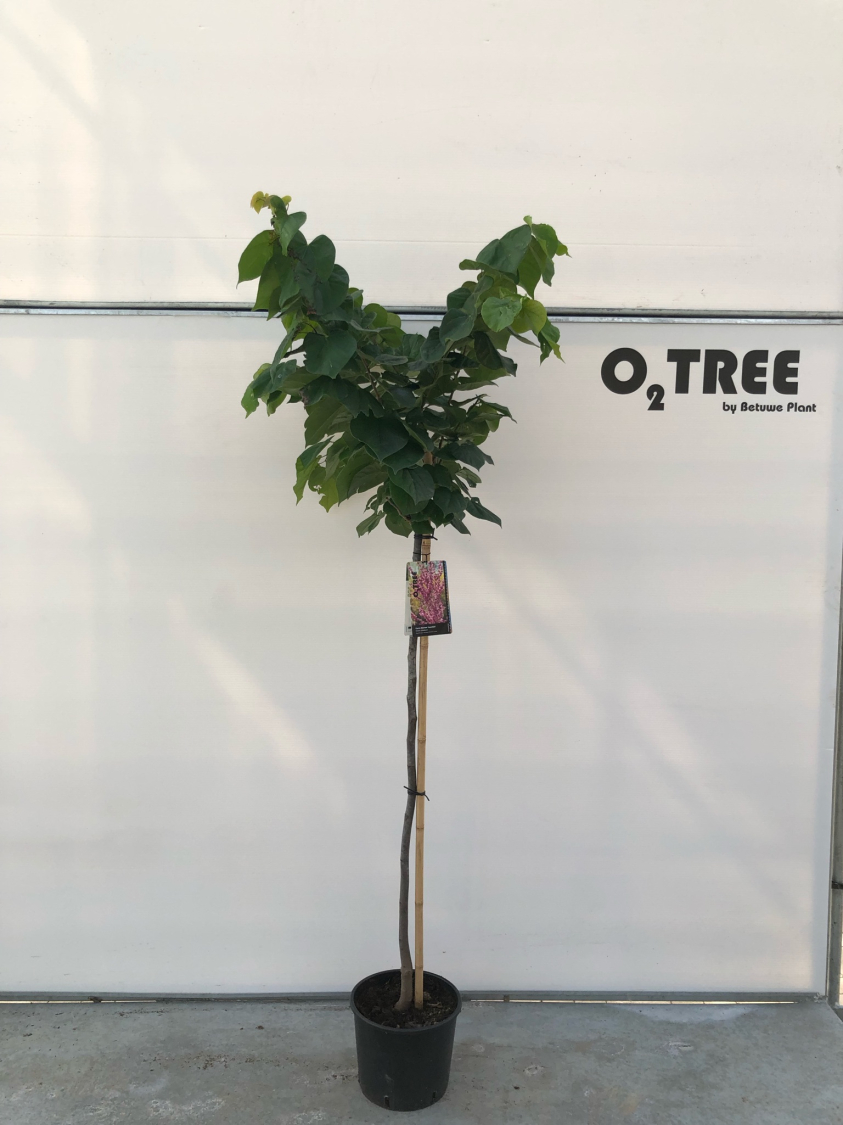 cercis-chinensis--avondale--c12-120cm--2-