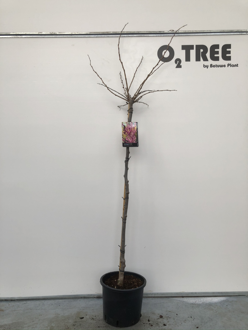 cercis-chinensis--avondale--c12-120cm