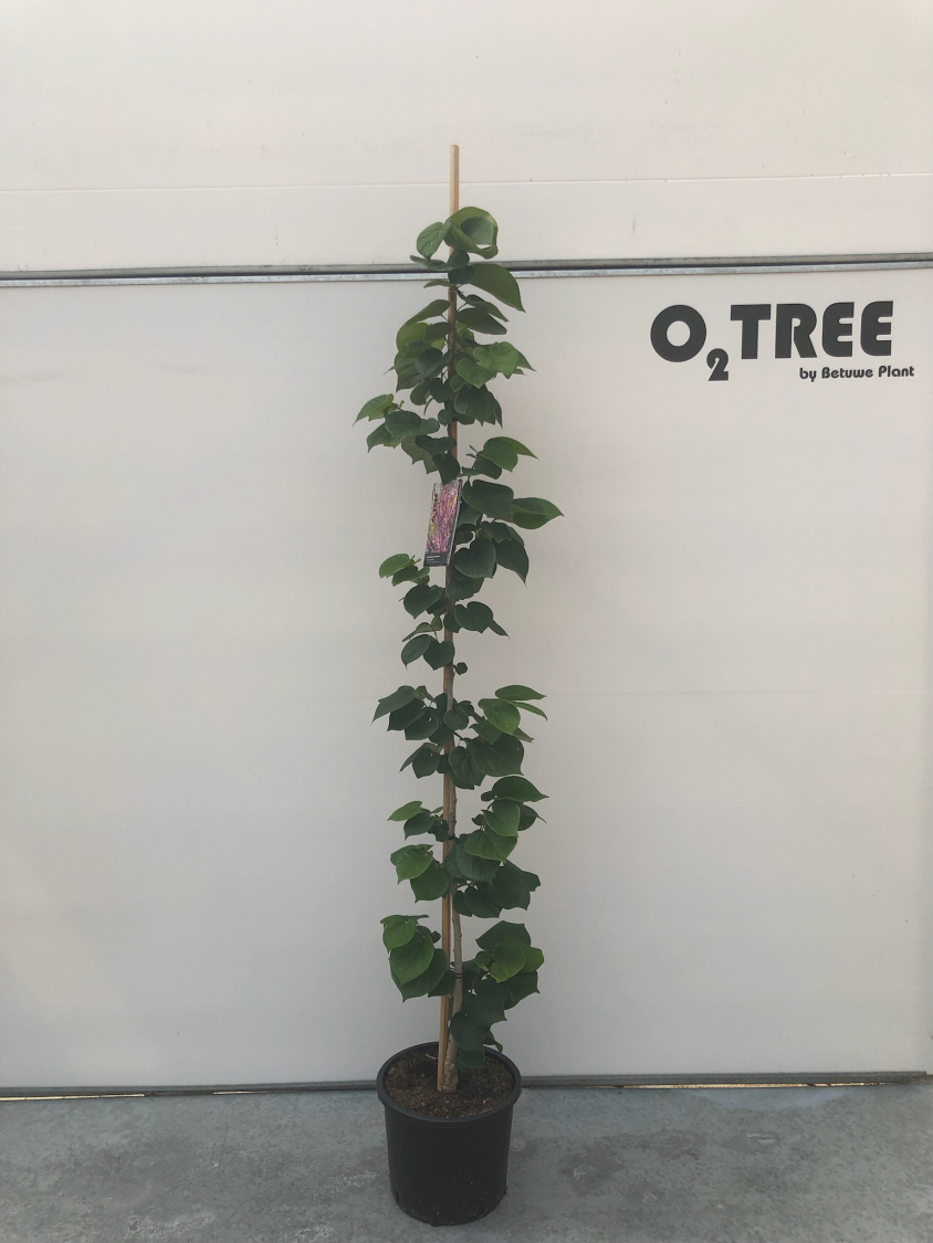 cercis-chinensis--avondale--c12-175-200-250