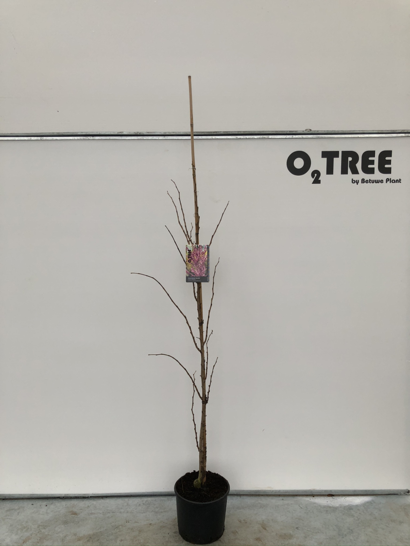 cercis-chinensis--avondale--c12-175-200