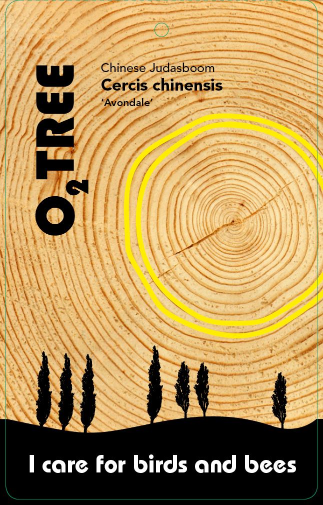 cercis-chinensis-avondale-thema