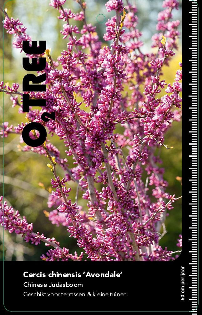 cercis-chinensis-avondale