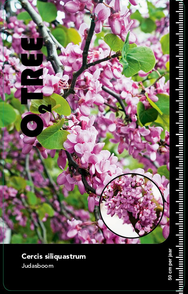 cercis-siliquastrum