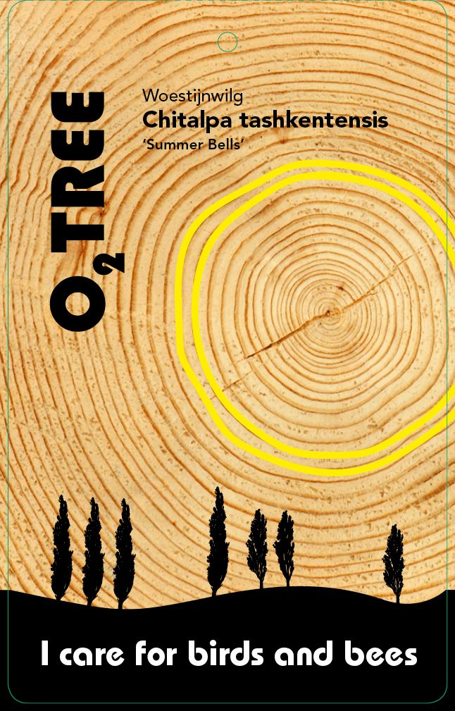 chitalpa-tashkentensis-summer-bells-thema