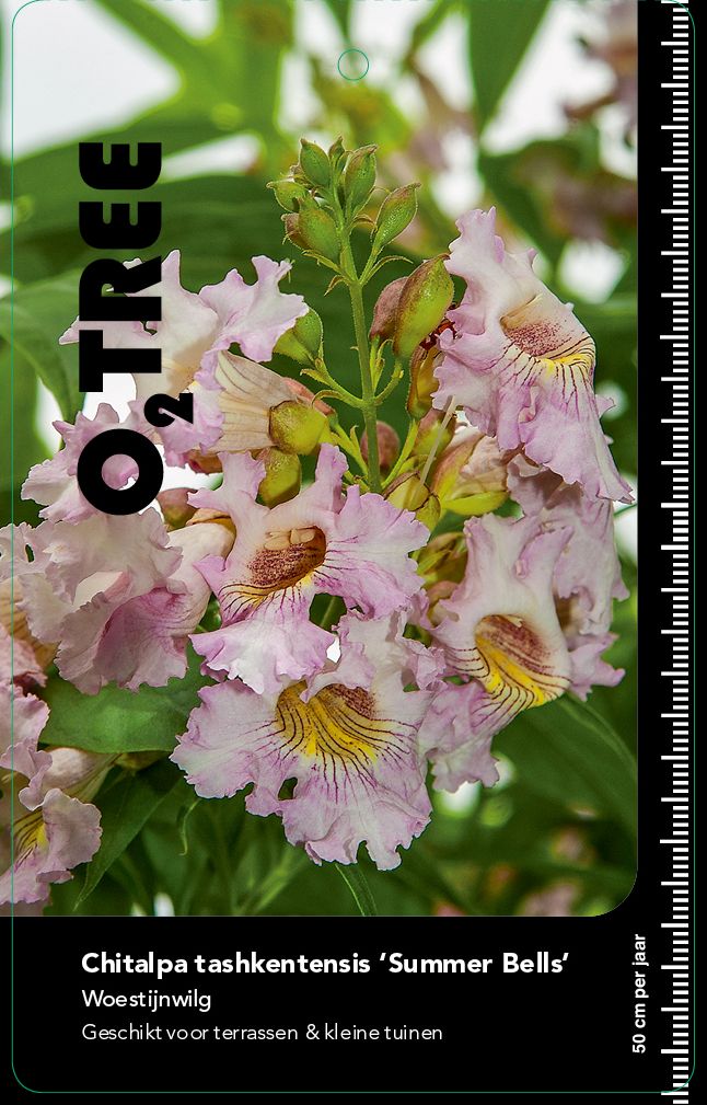 chitalpa-tashkentensis-summer-bells