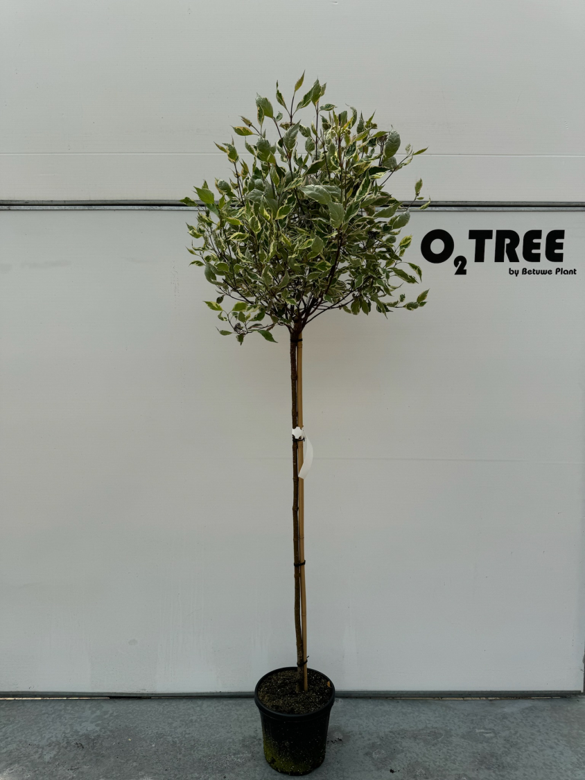 cornus-alba--miracle--c12-120cm