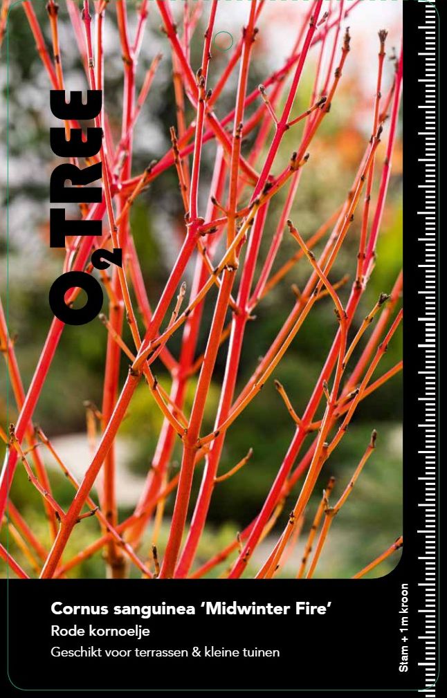 cornus-midwinter-fire--2-
