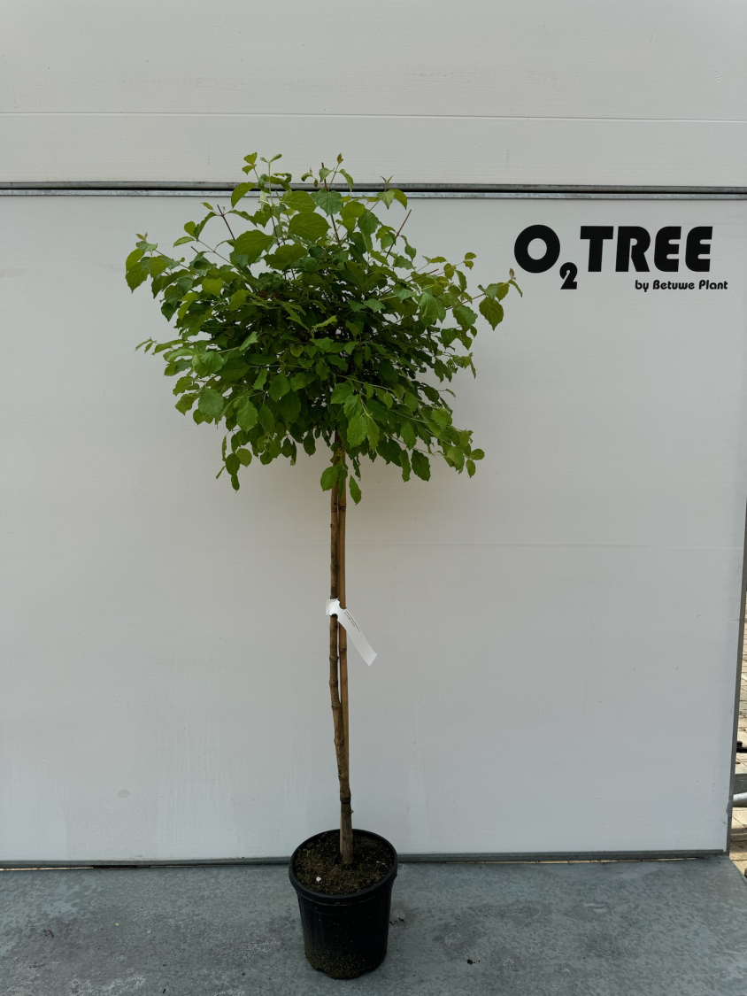 cornus-sanguinea--midwinter-fire--c12-120cm--3-