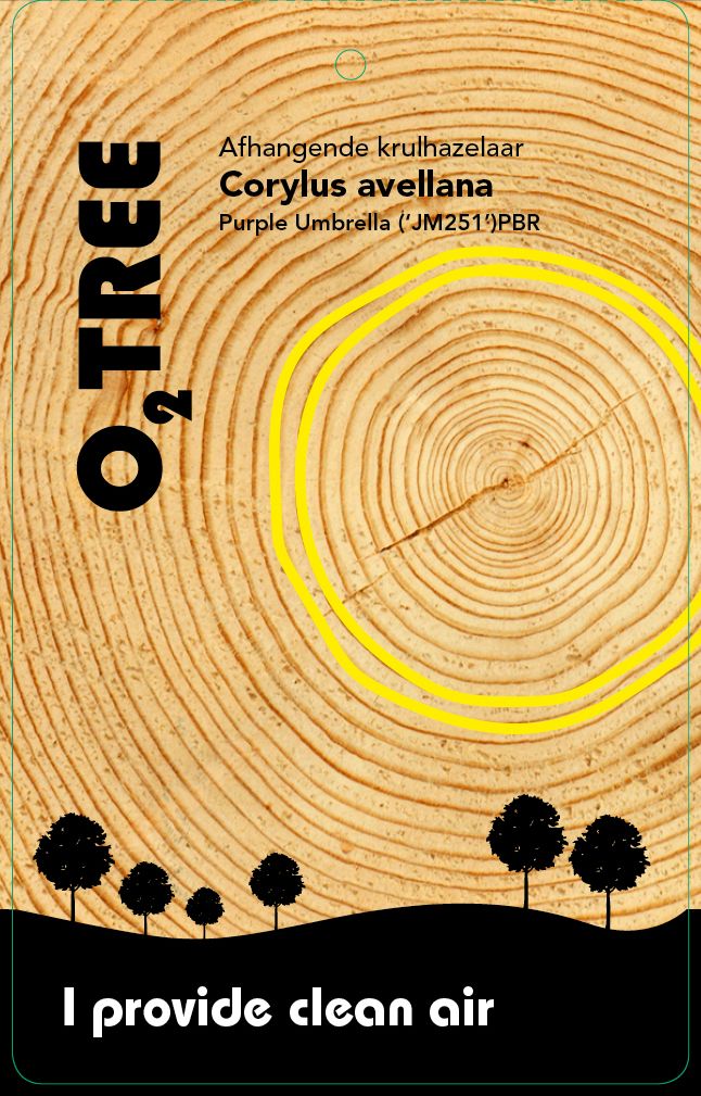 corylus-avellana-purple-umbrella-thema