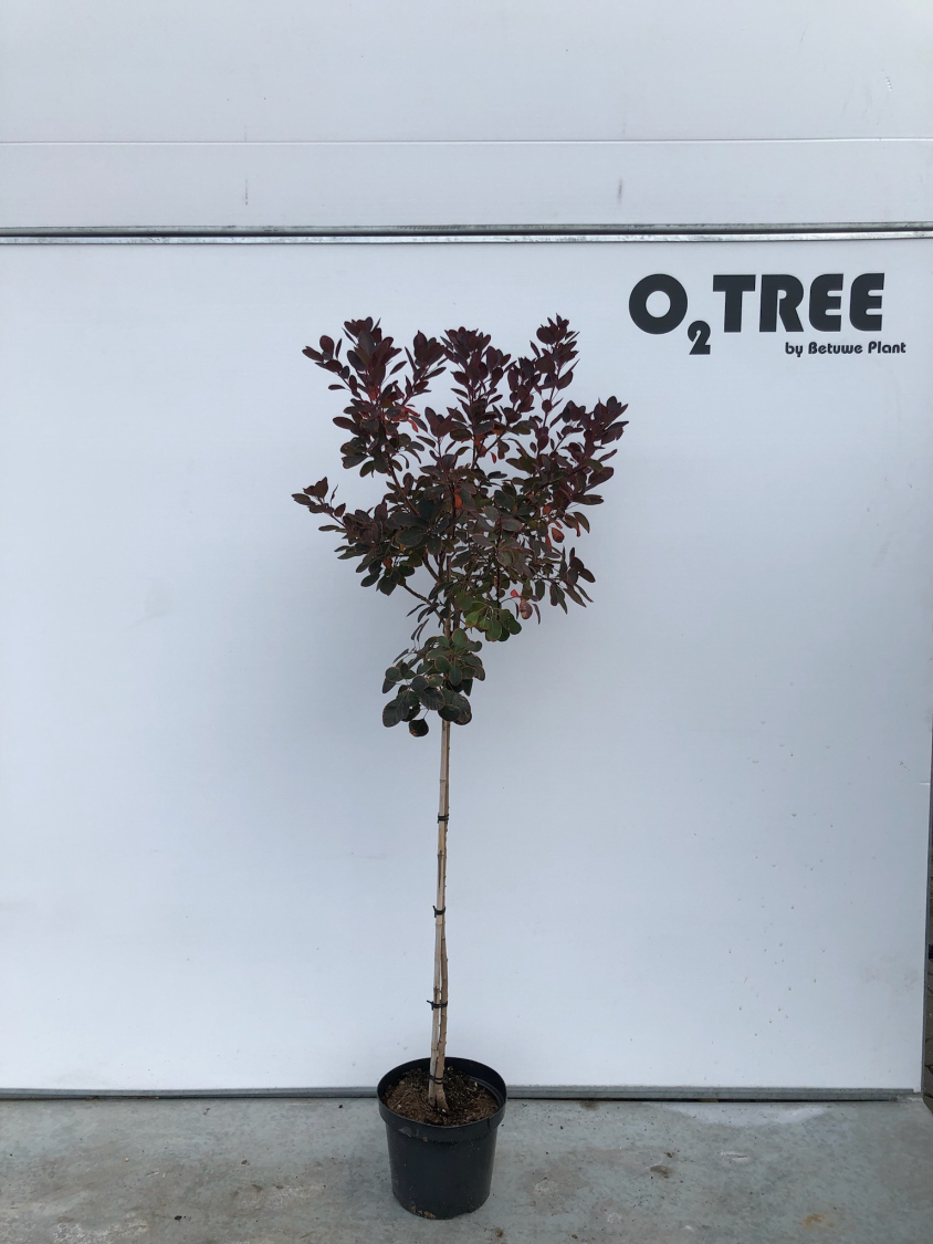cotinus-coggygria--royal-purple--c75-90cm
