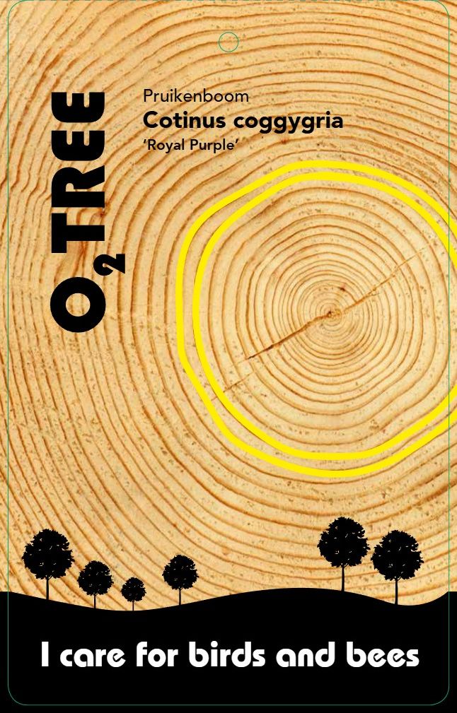 cotinus-royal-purple--2-