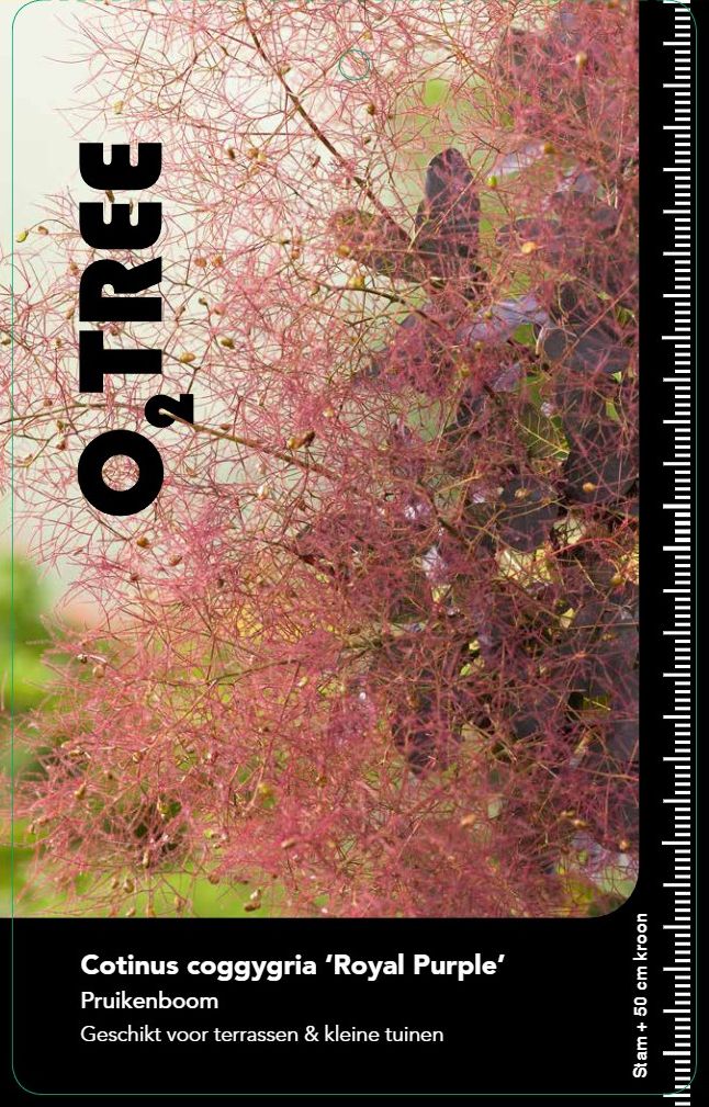 cotinus-royal-purple--3-
