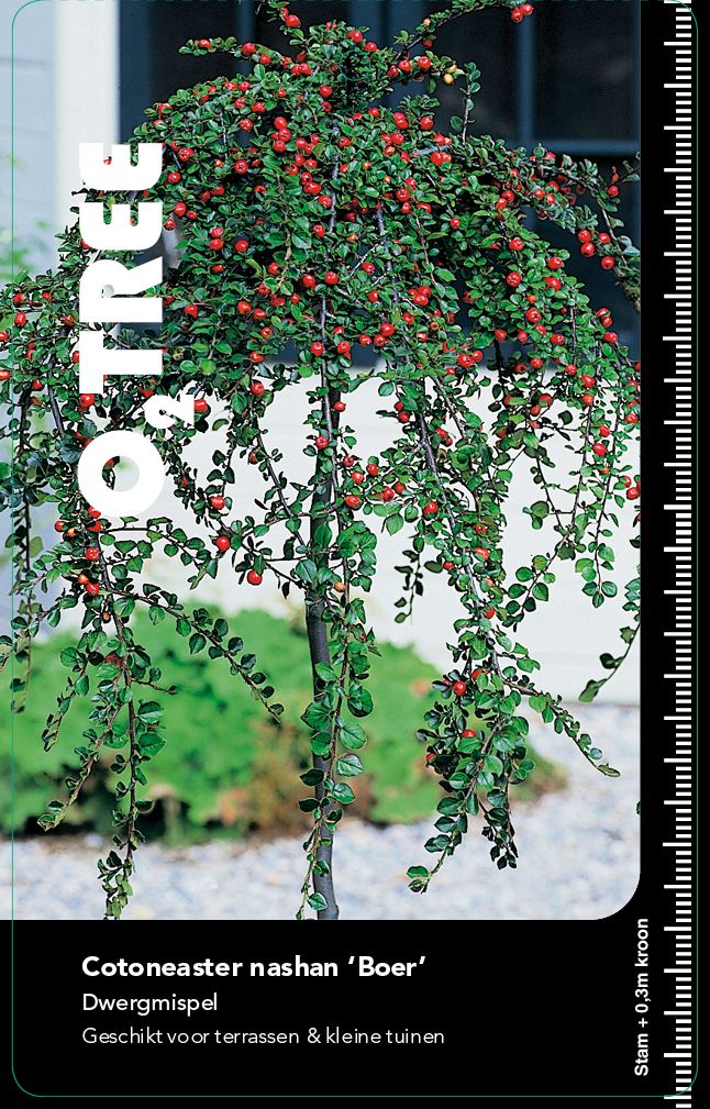 cotoneaster-nashan-boer