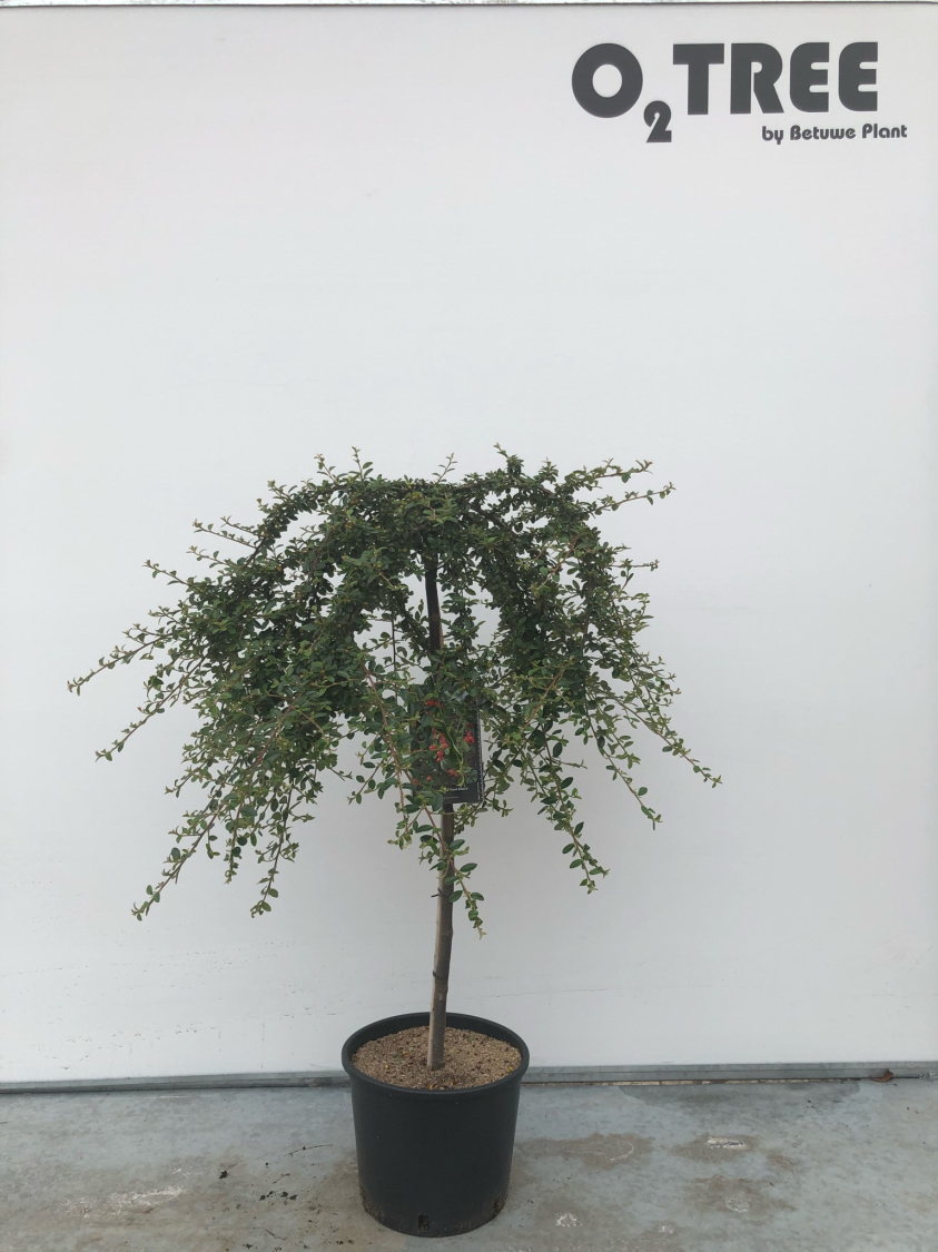 cotoneaster-suecicus--coral-beauty--c10-80cm