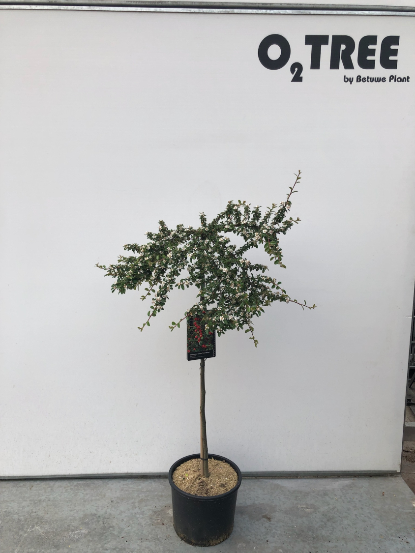 cotoneaster-suecicus--coral-beauty--c10-90cm