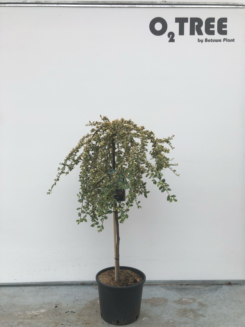 cotoneaster-suecicus--juliette--c10-80cm