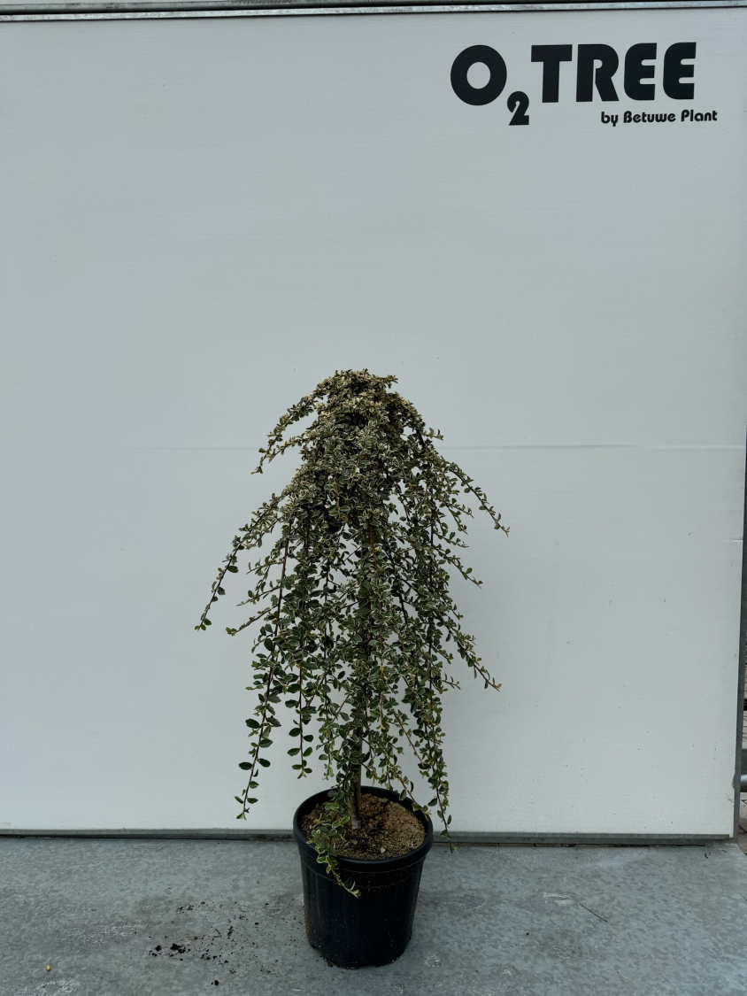 cotoneaster-suecicus--juliette--c10-90cm