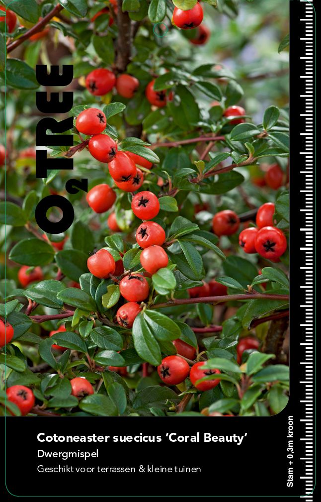 cotoneaster-suecicus-coral-beauty