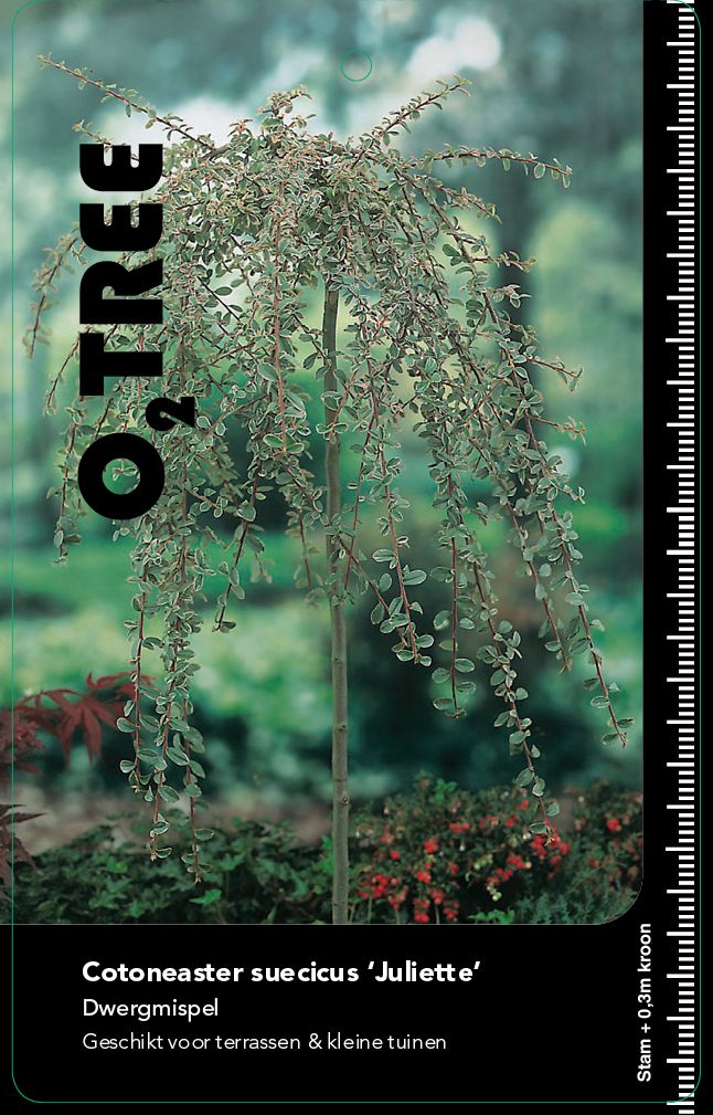 cotoneaster-suecicus-juliette