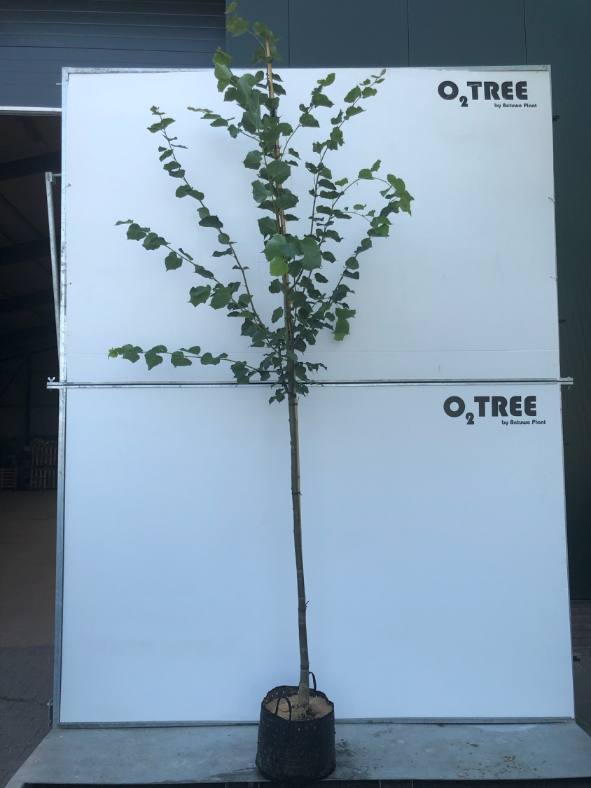 crataegus-laevigatus--paul-s-scarlet--8-10-12-in-container