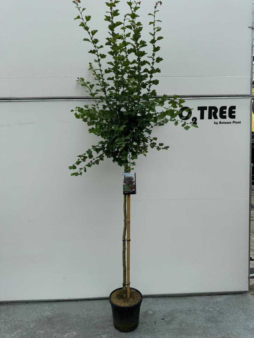 crataegus-laevigatus--paul-s-scarlet--c10-120-cm--2-