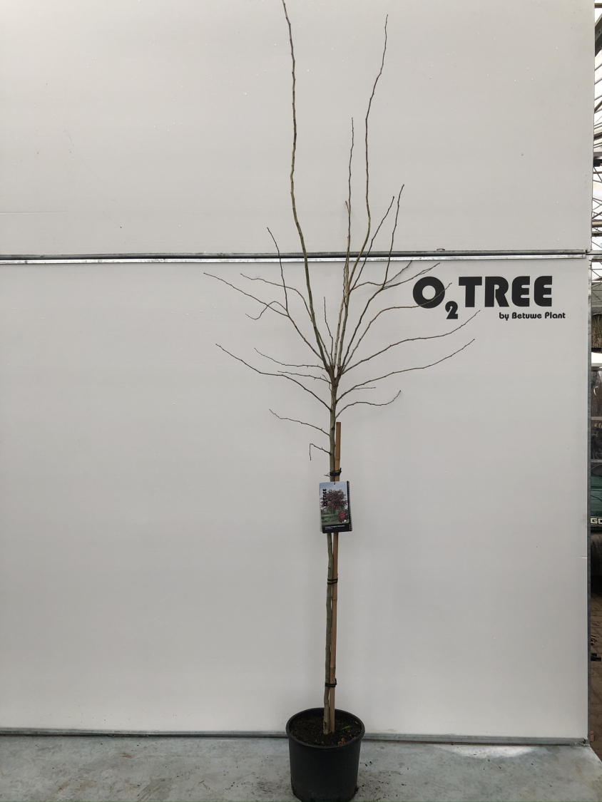 crataegus-laevigatus--paul-s-scarlet--c10-120-cm