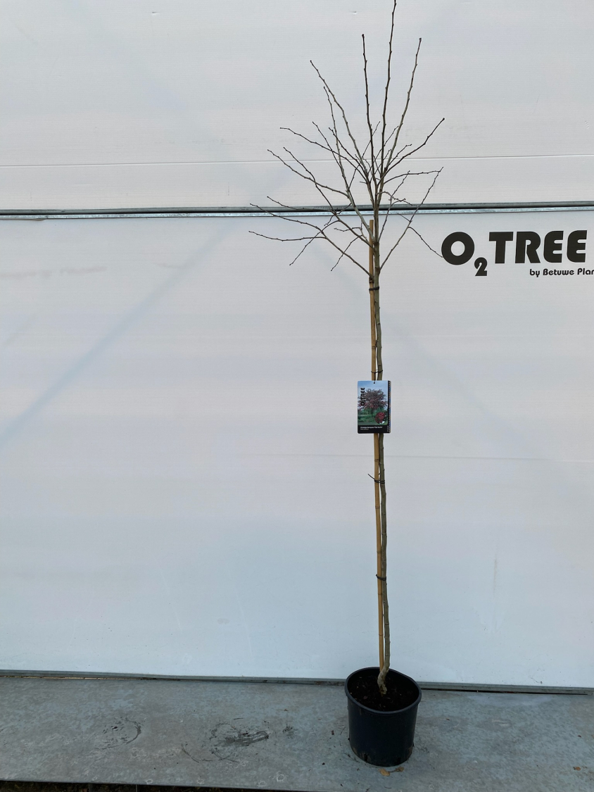 crataegus-laevigatus--paul-s-scarlet--c10-150-cm