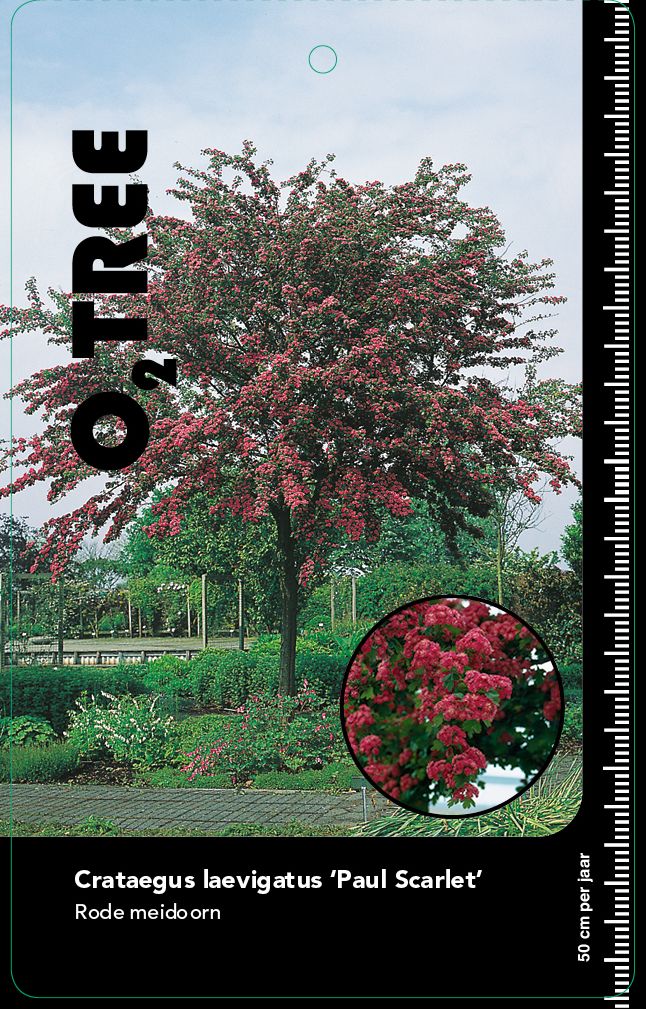 crataegus-laevigatus-paul-scarlet