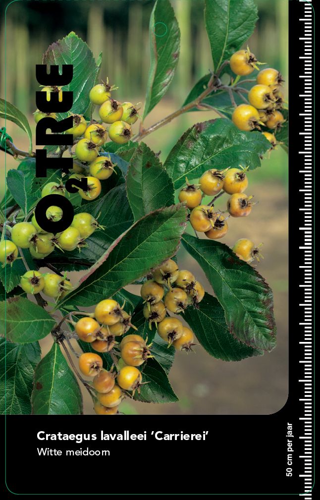 crataegus-lavalleei-carrierei