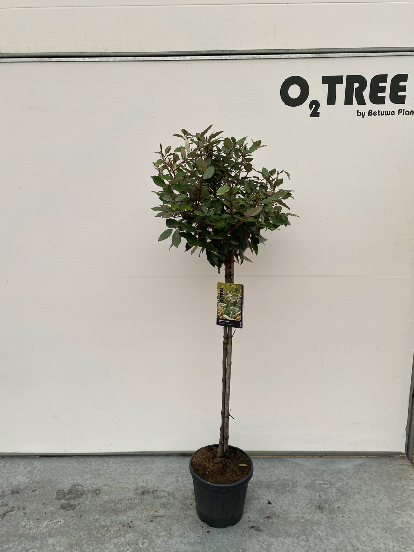 elaeagnus-ebbingei-c10-90cm--3-