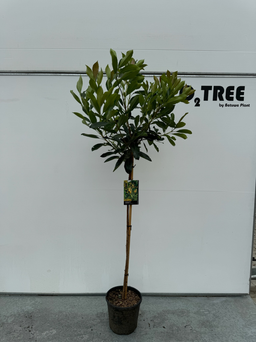 eriobotrya-japonica-c12-120cm