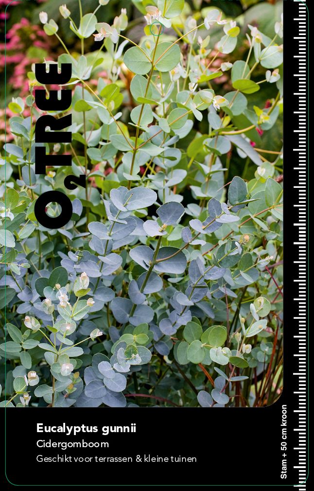 eucalyptus-gunnii