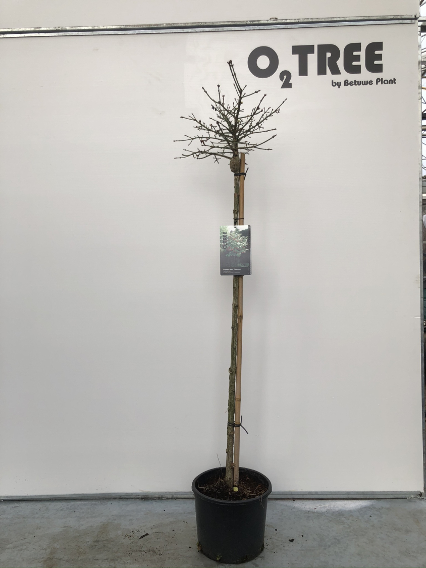 euonymus-alatus--compactus--c10-120cm