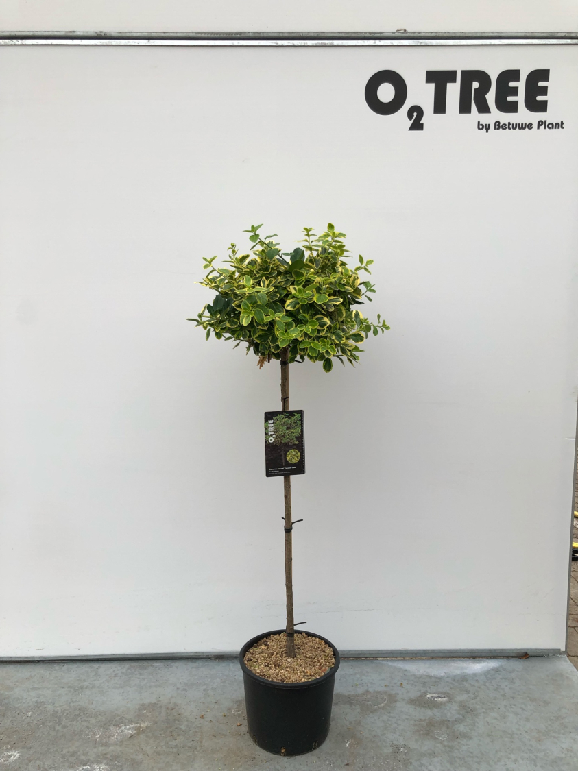 euonymus-fortunei--canadale-gold--c10-90cm--2-