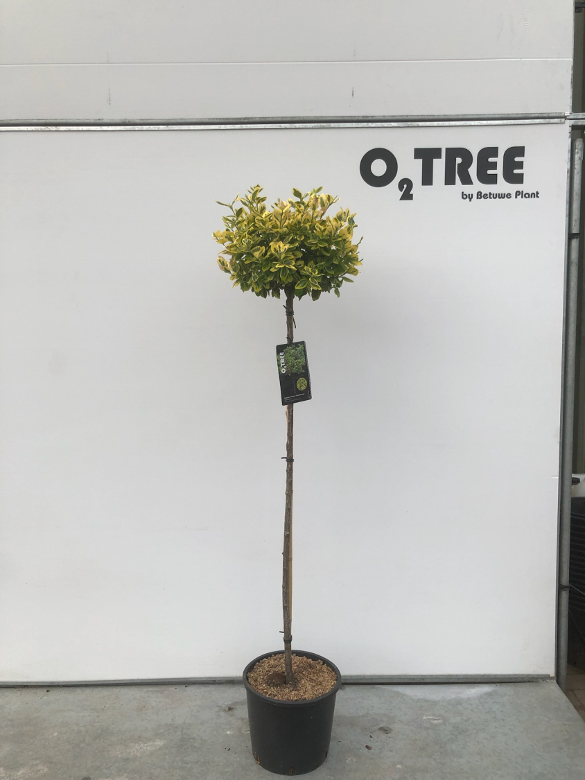 euonymus-fortunei--canadale-gold--c12-120cm--2-