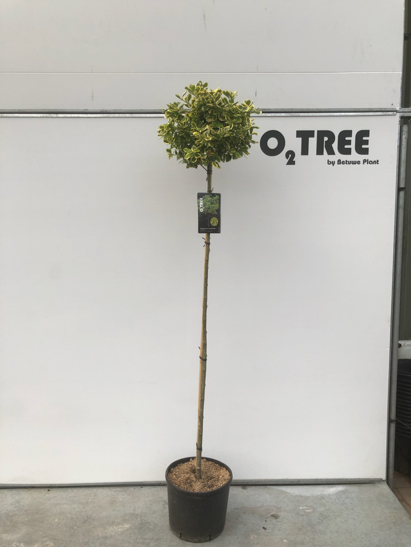 euonymus-fortunei--canadale-gold--c15-150cm