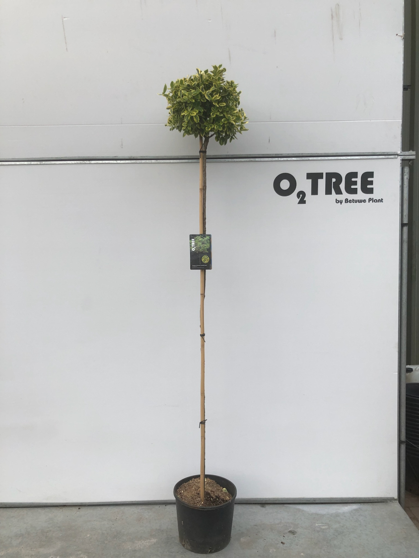 euonymus-fortunei--canadale-gold--c15-180cm