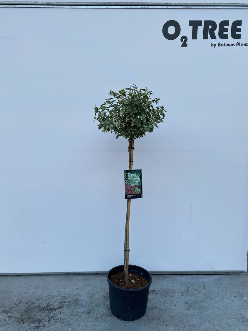 euonymus-fortunei--emerald-gaiety--c10-90cm--4-