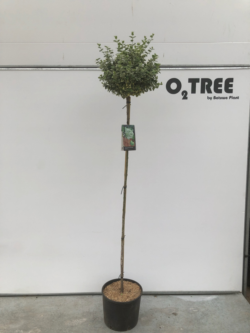 euonymus-fortunei--emerald-gaiety--c15-150cm--2-