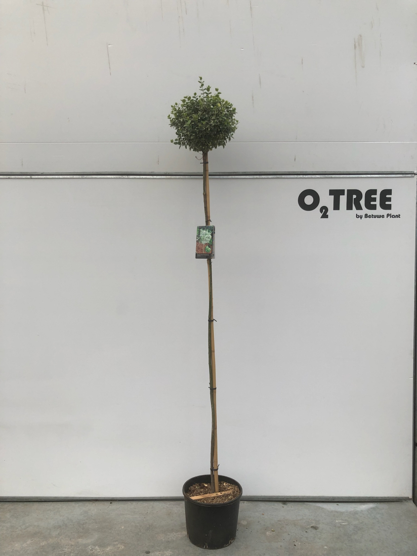 euonymus-fortunei--emerald-gaiety--c15-180cm