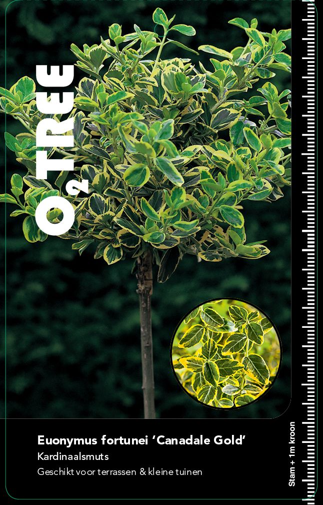 euonymus-fortunei-canadale-gold