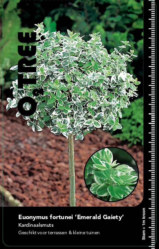 euonymus-fortunei-emerald-gaiety